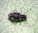 Chaitophorus neglectus - photo 2