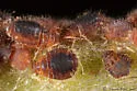 Chaitophorus nigricentrus - photo 3