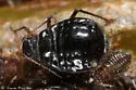Chaitophorus nudus - photo 4