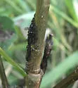 Chaitophorus nudus - photo 5