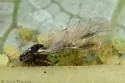 Chaitophorus pallipes - photo 2