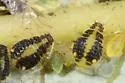 Chaitophorus pallipes - photo 3