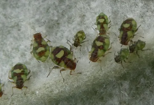 Chaitophorus populeti