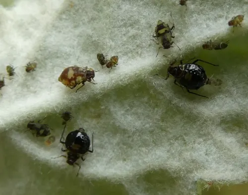 Chaitophorus populeti - photo 2