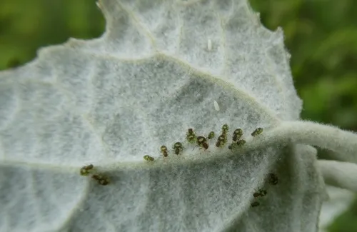 Chaitophorus populeti - photo 3