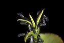 Poplar Leaf Aphid