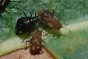 Poplar Leaf Aphid - photo 2