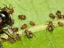 Poplar Leaf Aphid - photo 3