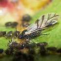 Poplar Leaf Aphid - photo 4