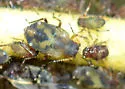 Poplar Leaf Aphid - photo 5