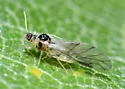 Chaitophorus populifolii