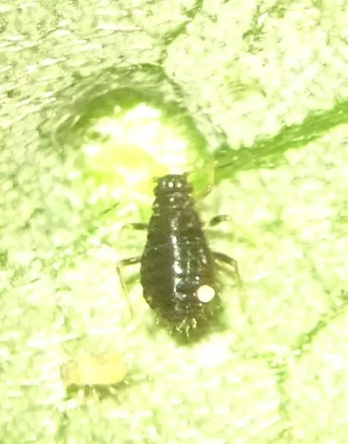 Chaitophorus salijaponicus subsp. niger