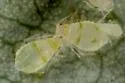 Chaitophorus stevensis - photo 2