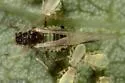 Chaitophorus stevensis - photo 3