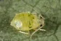 Chaitophorus stevensis - photo 4