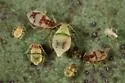 Chaitophorus stevensis - photo 5