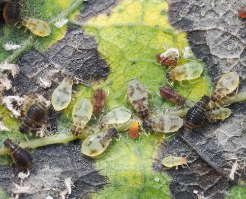 Chaitophorus tremulae