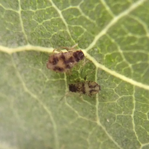 Chaitophorus tremulae - photo 3