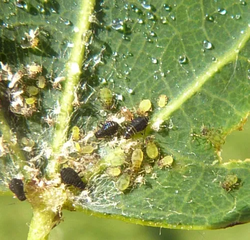 Chaitophorus tremulae - photo 4