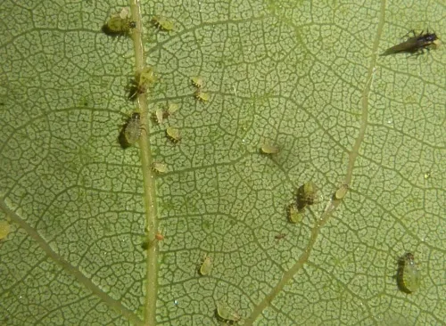 Chaitophorus tremulae - photo 5