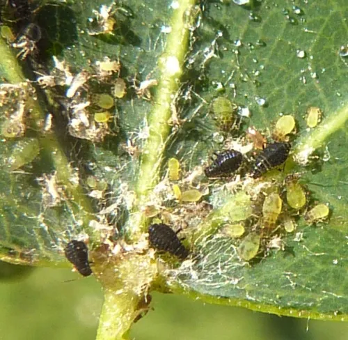 Chaitophorus tremulae - photo 6