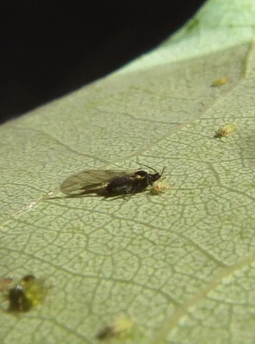 Chaitophorus tremulae - photo 7