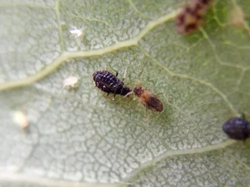 Chaitophorus tremulae - photo 8
