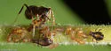 Chaitophorus viminicola