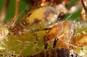 Chaitophorus viminicola - photo 3