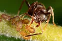 Chaitophorus viminicola - photo 4