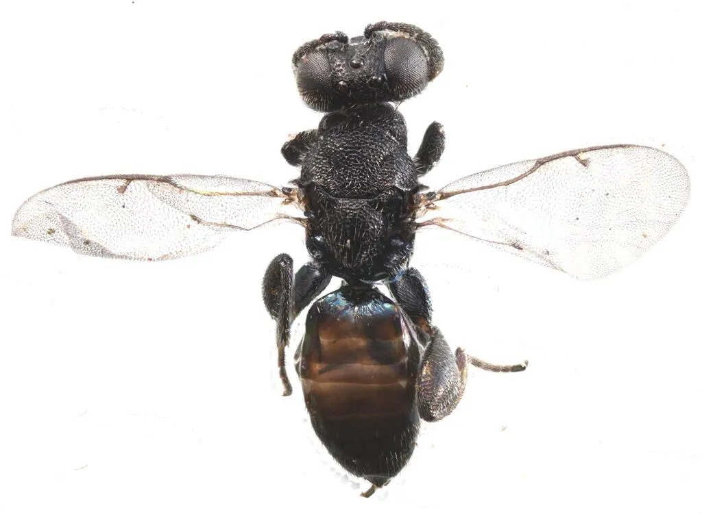 Chalcedectus hyalinipennis