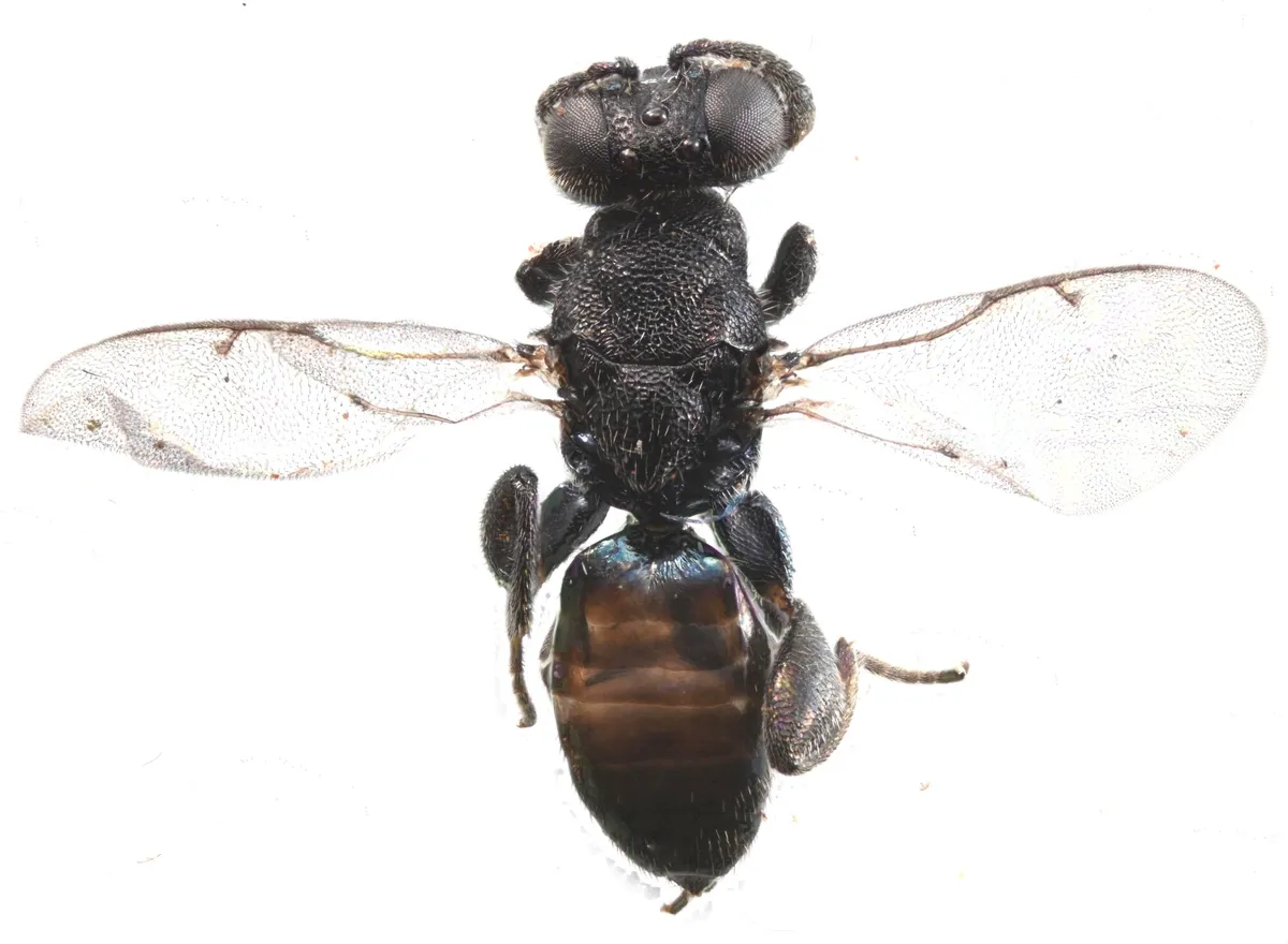 Chalcedectus hyalinipennis - photo 2