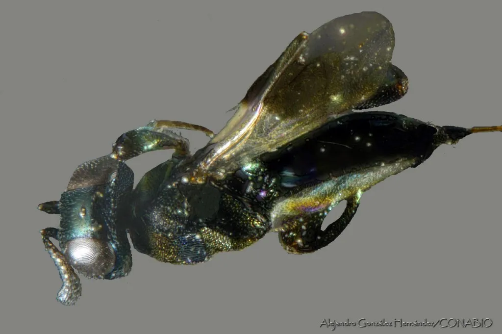 Chalcedectus maculipennis