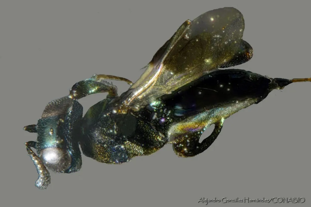 Chalcedectus maculipennis - photo 2