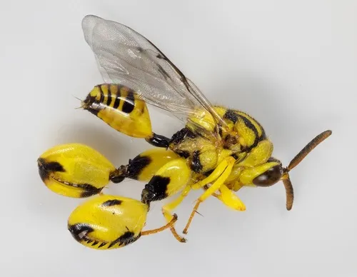 Chalcidid Wasps - photo 3