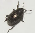 Cowpea Curculio