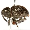 Cowpea Curculio - photo 2