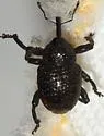 Cowpea Curculio - photo 4