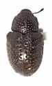 Cowpea Curculio - photo 5