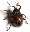 Partridge-pea Weevil