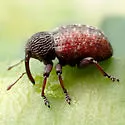 Partridge-pea Weevil - photo 2