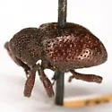 Partridge-pea Weevil - photo 3