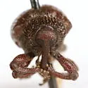 Partridge-pea Weevil - photo 4