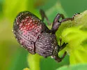 Partridge-pea Weevil - photo 5