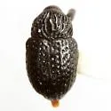 Chalcodermus inaequicollis