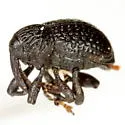 Chalcodermus inaequicollis - photo 2