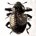 Chalcodermus inaequicollis - photo 3