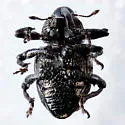 Chalcodermus inaequicollis - photo 4