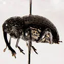 Chalcodermus inaequicollis - photo 5