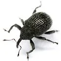 Chalcodermus martini